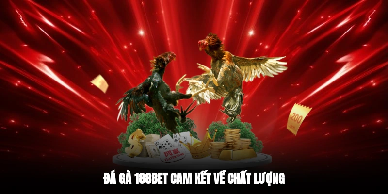 Đá gà 188BET cam kết về chất lượng